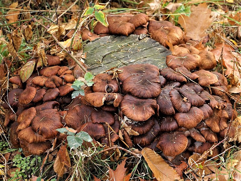 Foto 25 verkleind.jpg - Paddestoelen